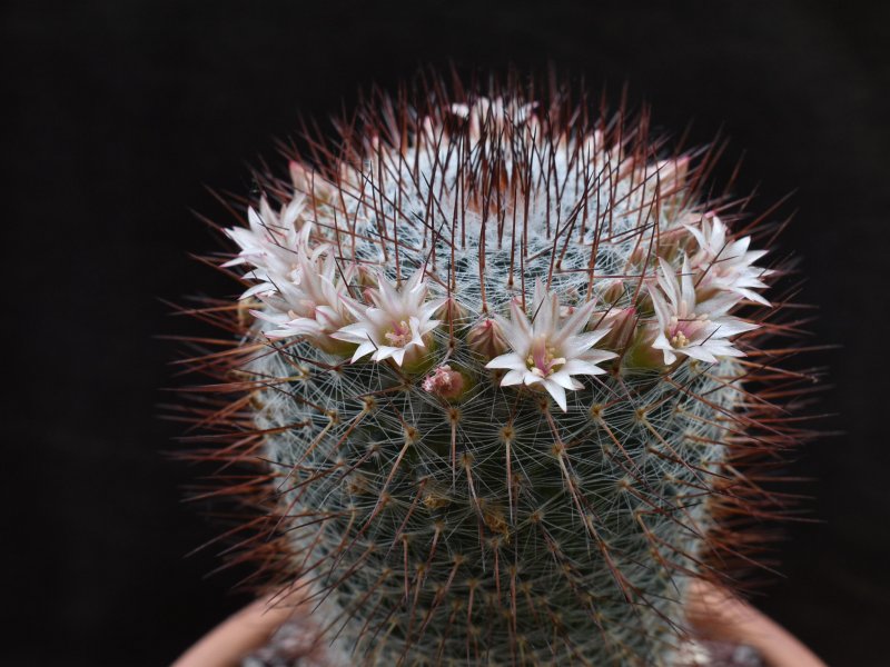 Mammillaria ritteriana ROG 163