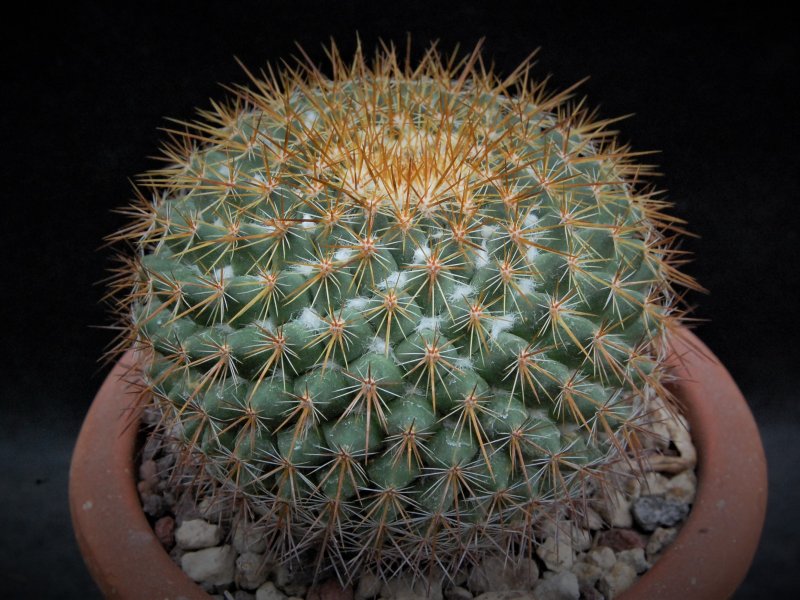 Mammillaria canelensis ROG 649