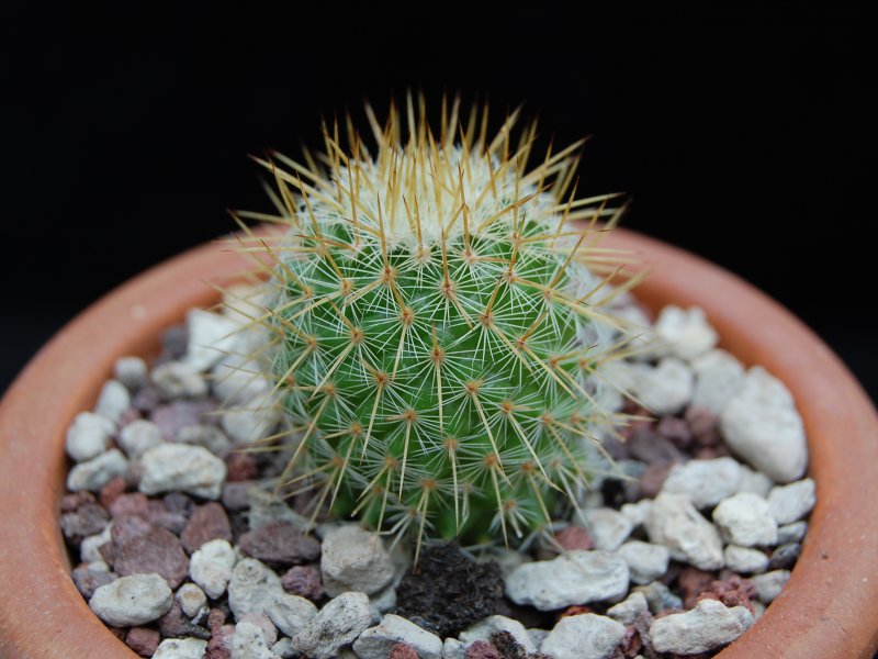 Mammillaria chiapensis ML 373