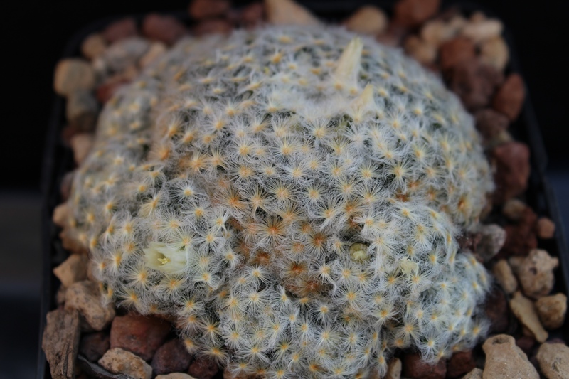 Mammillaria schiedeana v. plumosa 