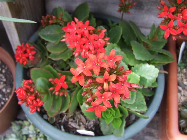 kalanchoe blossfeldiana