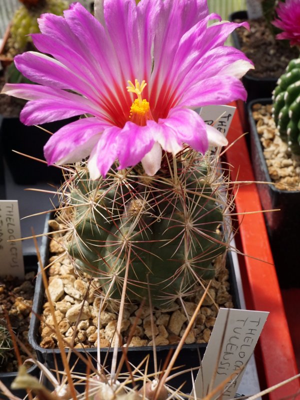 Thelocactus bicolor 