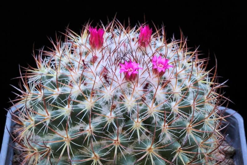 Mammillaria bonavitii 