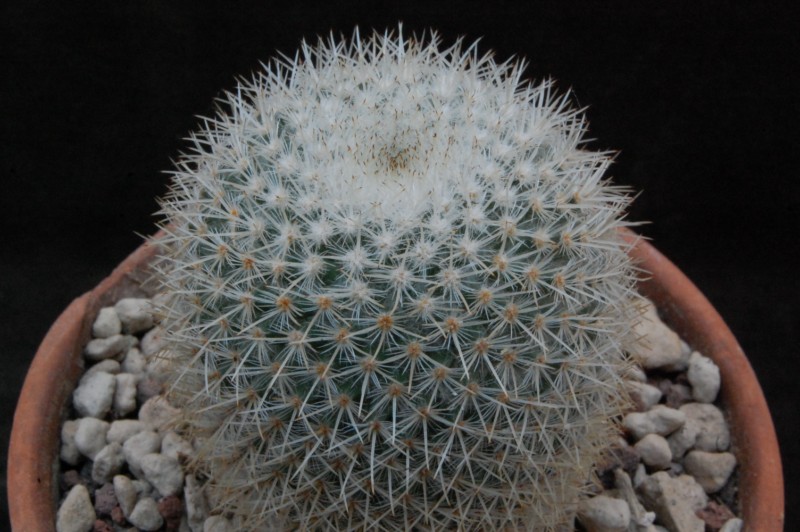 Mammillaria noureddineana MBF 157