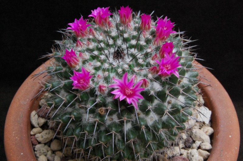 Mammillaria hahniana ssp. mendeliana ML 234