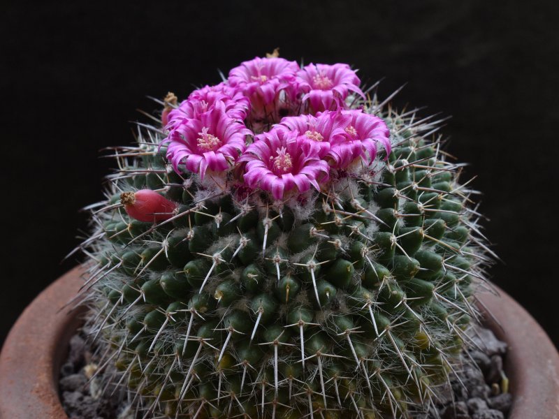 Mammillaria hahniana ssp. mendeliana ML 234