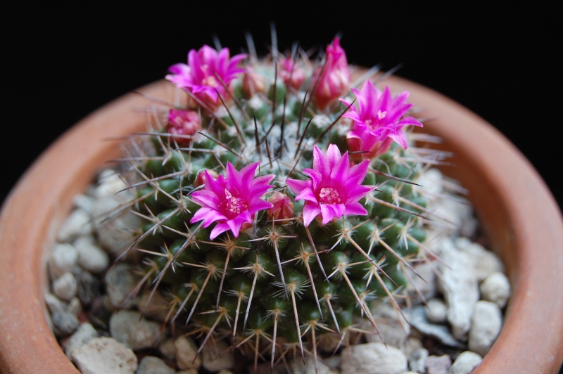 Mammillaria hahniana ssp. mendeliana ML 234