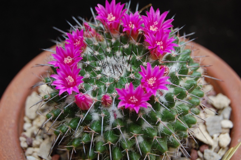 Mammillaria hahniana ssp. mendeliana ML 234