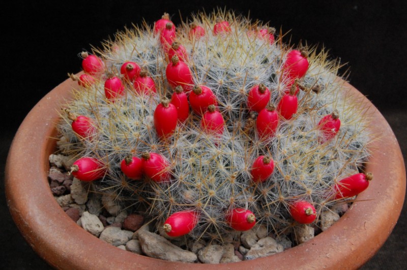 Mammillaria multiceps GB 033