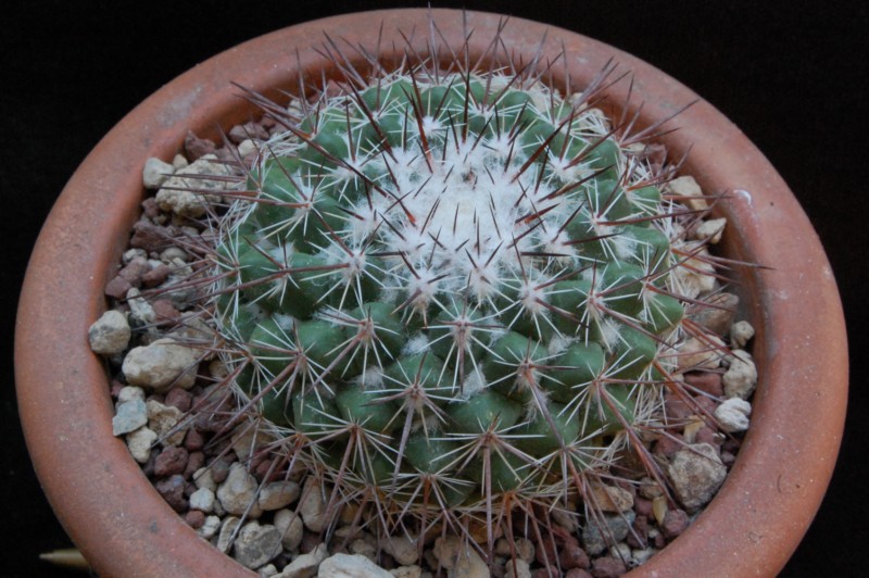 Mammillaria maycobensis ROG 222