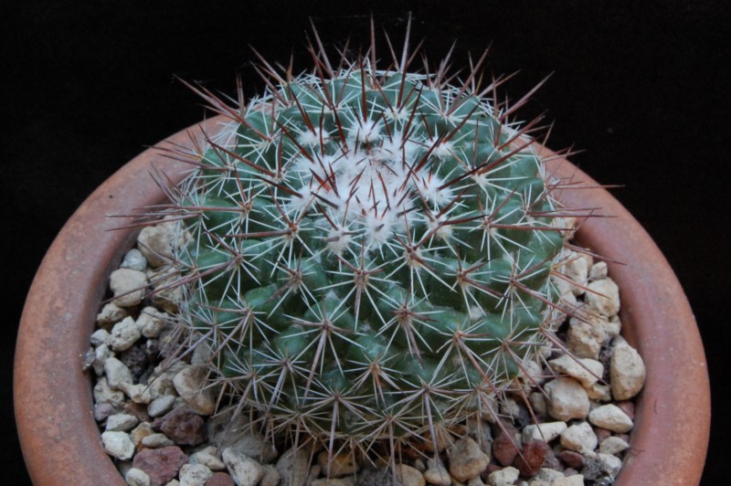 Mammillaria maycobensis ROG 222