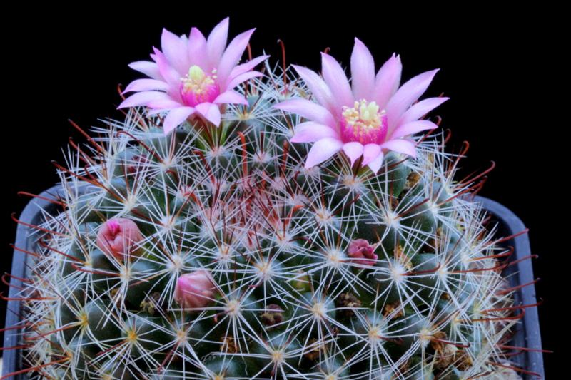 Mammillaria zeilmanniana 