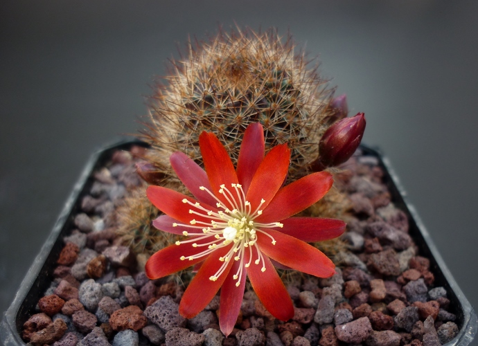 Rebutia fulviseta 