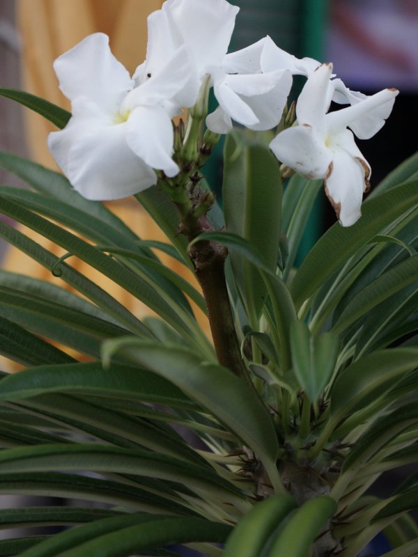 Pachypodium lamerei 