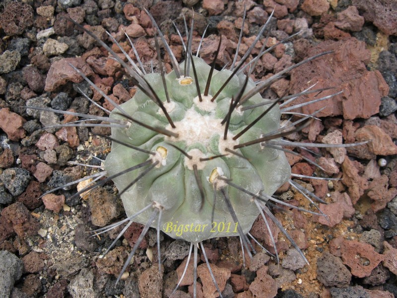 Copiapoa cinerea v. carrizalensis AW 84