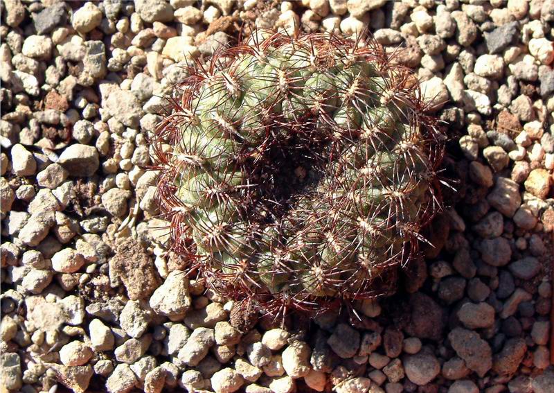 Sulcorebutia mentosa 