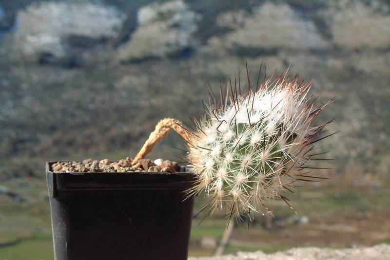 Turbinicarpus subterraneus FPAN 340