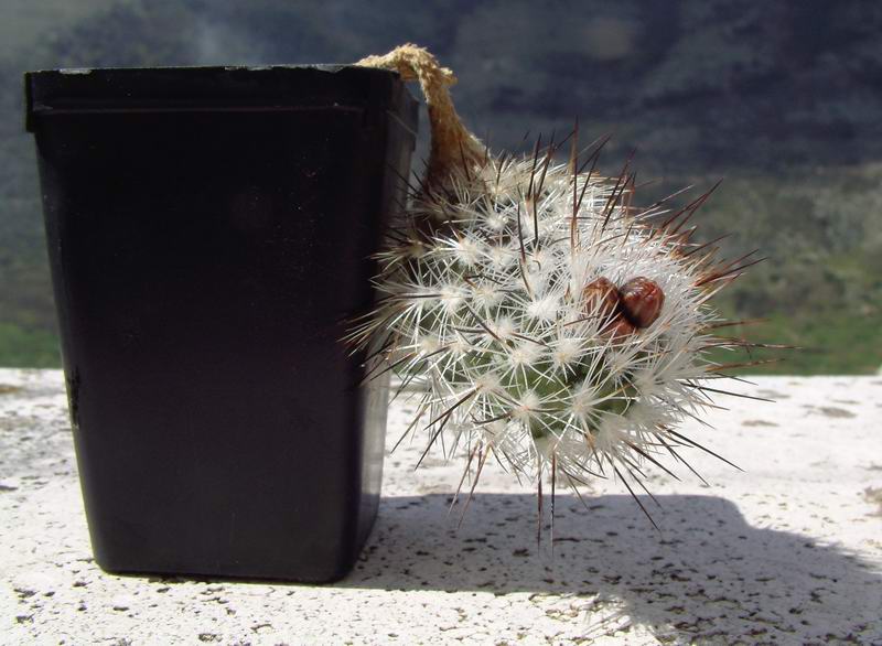 Turbinicarpus subterraneus FPAN 340