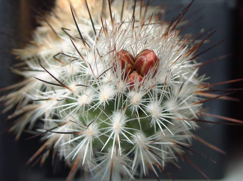 Turbinicarpus subterraneus FPAN 340