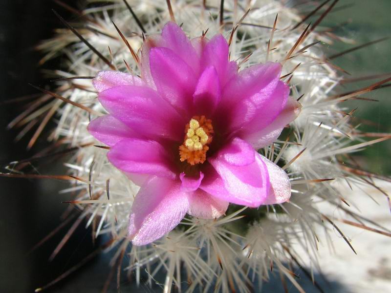 Turbinicarpus subterraneus FPAN 340