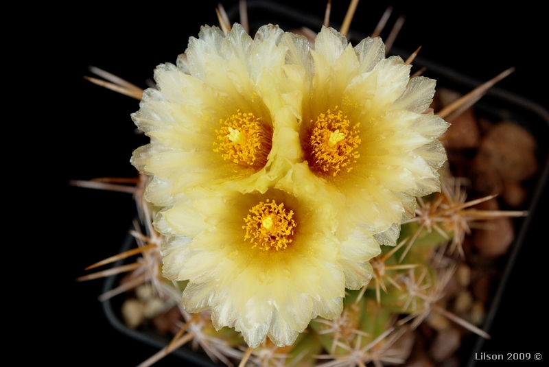 Thelocactus leucacanthus 