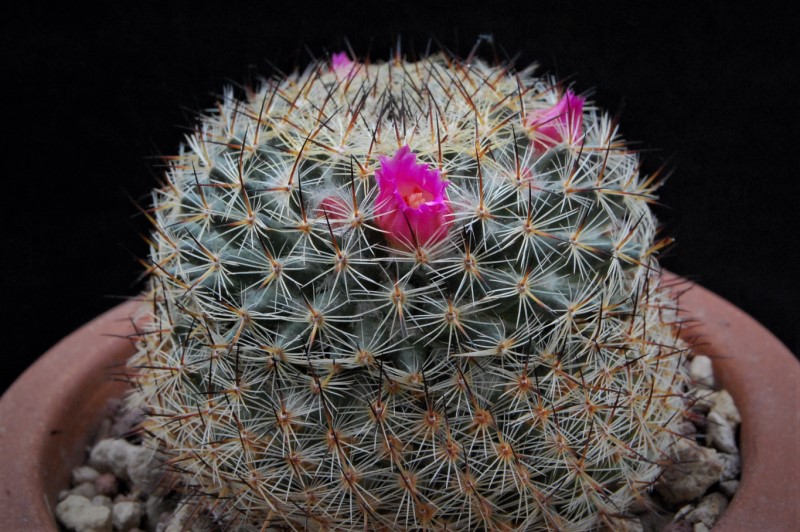 Mammillaria pseudohalbingeri ML 269