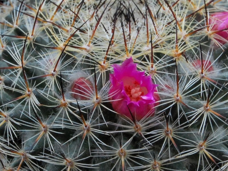 Mammillaria pseudohalbingeri ML 269