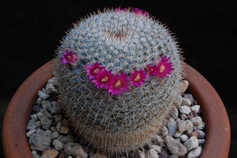 Mammillaria lanigera ML 358