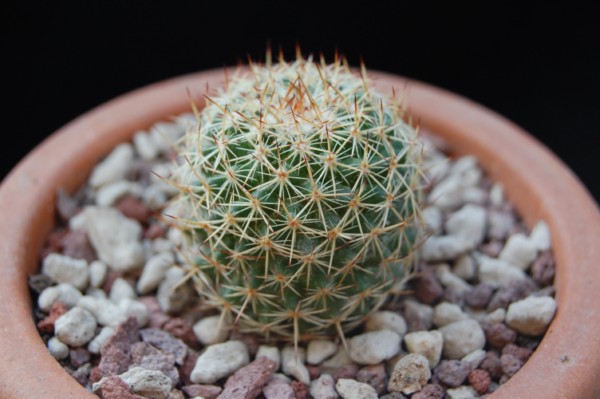 Mammillaria huajuapensis ML 018