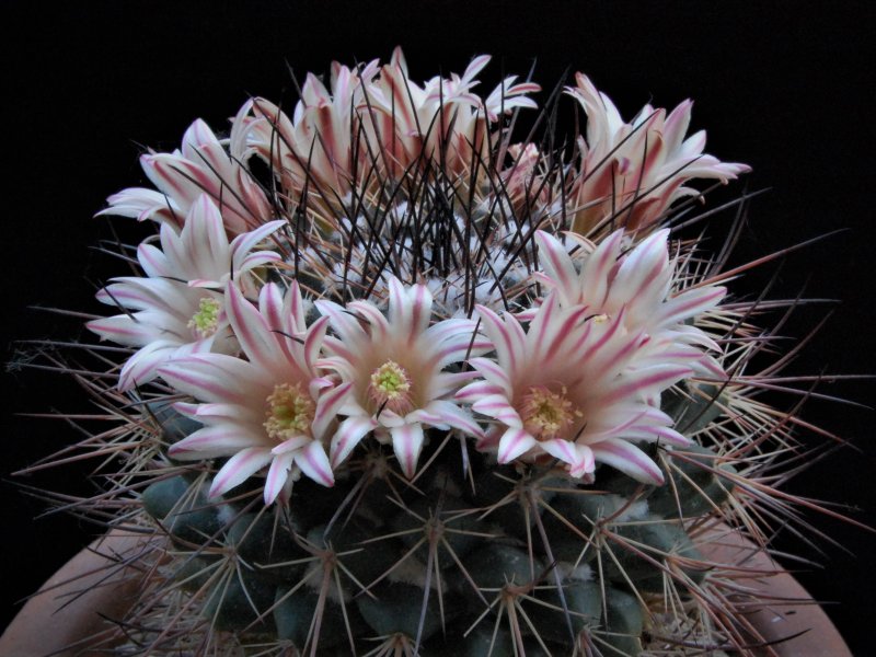 Mammillaria aff. papasquiarensis ROG 305