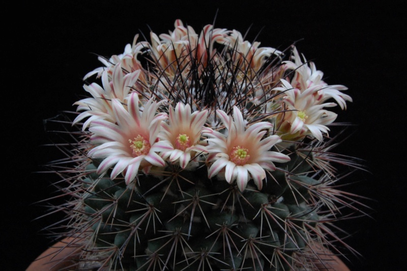 Mammillaria aff. papasquiarensis ROG 305