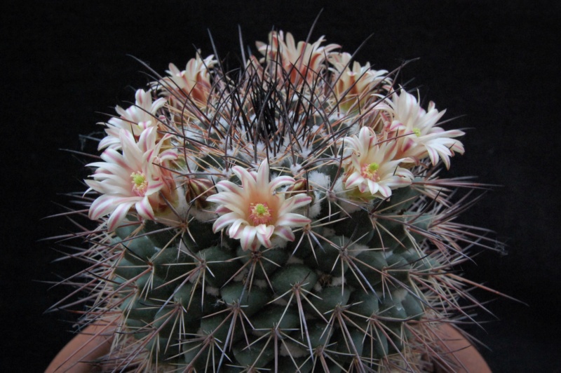 Mammillaria aff. papasquiarensis ROG 305