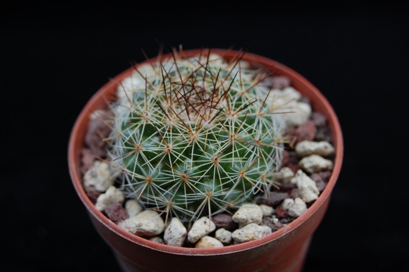 Mammillaria canelensis ROG 654