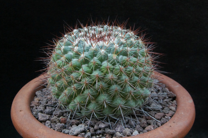 Mammillaria canelensis ROG 654