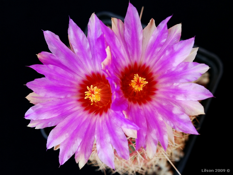 Thelocactus bicolor v. tricolor 