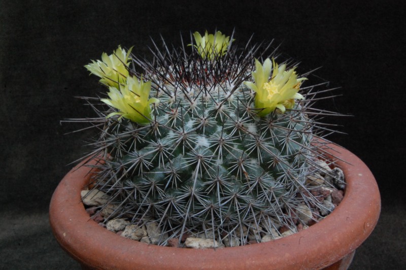 Mammillaria cobrensis MH 15/93