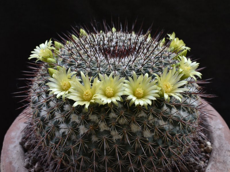 Mammillaria cobrensis MH 15/93