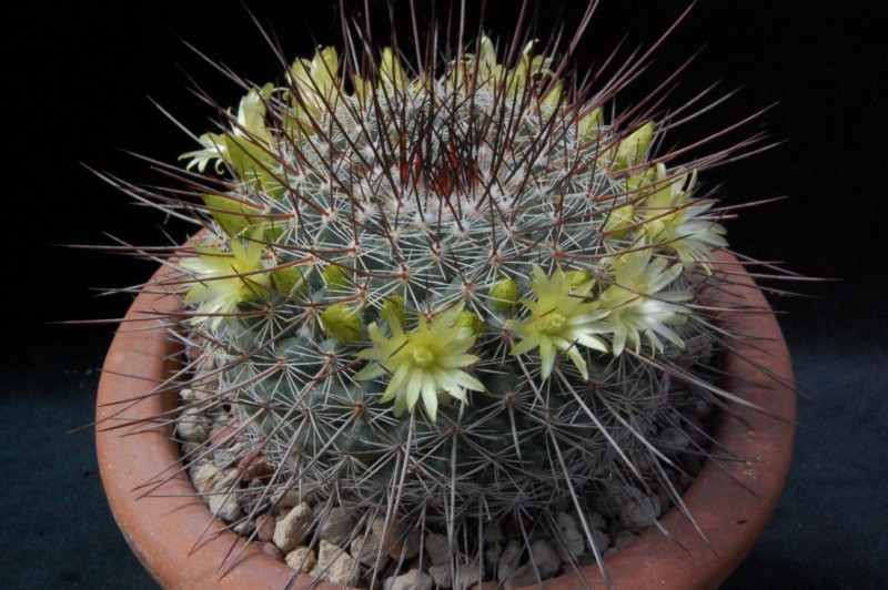 Mammillaria cobrensis MH 15/93