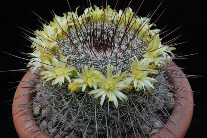 Mammillaria cobrensis MH 15/93