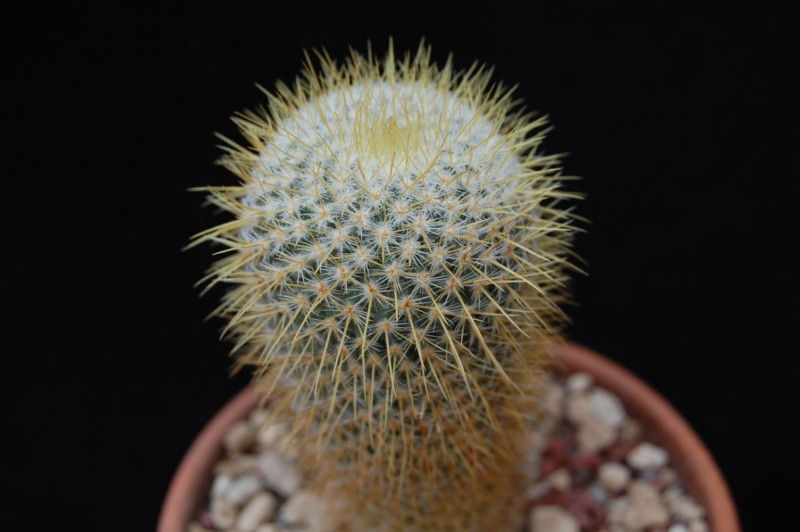 Mammillaria flavicentra ROG 378