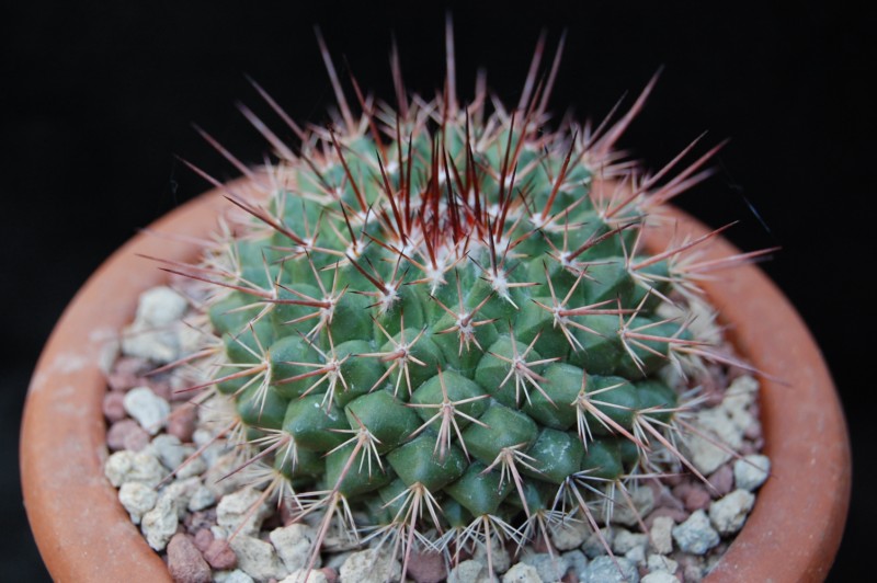 Mammillaria craigii ROG 644