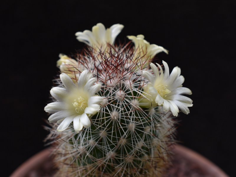 Mammillaria buxbaumeriana ROG 388