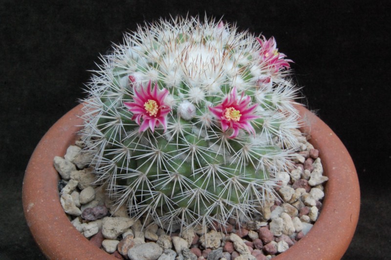 Mammillaria tayloriorum K 214