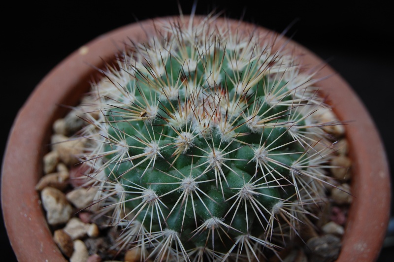 Mammillaria tayloriorum K 214