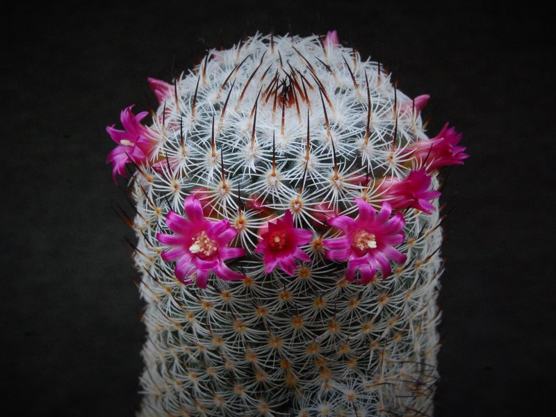 Mammillaria elegans ROG 123