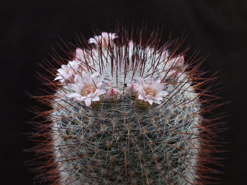 Mammillaria ritteriana ROG 163