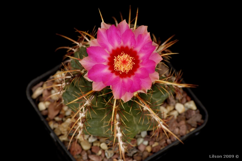 Thelocactus bicolor v. commodus 