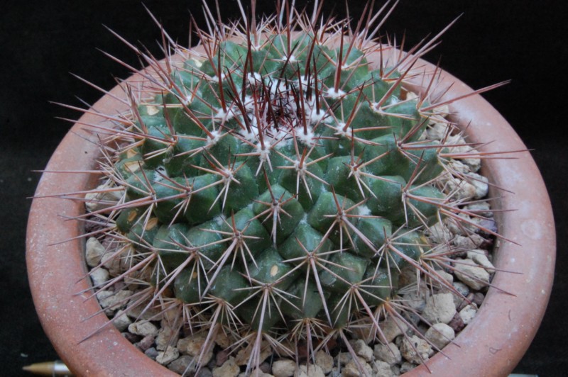 Mammillaria craigii ROG 644