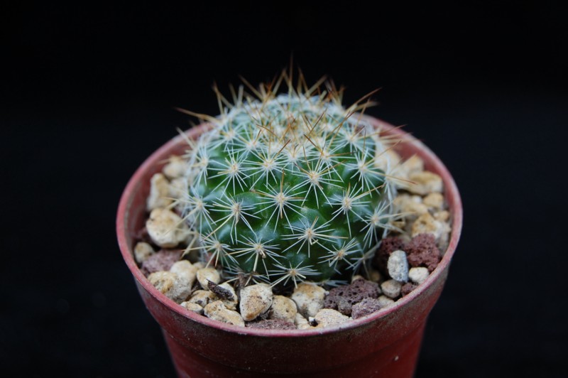 Mammillaria canelensis ROG 654