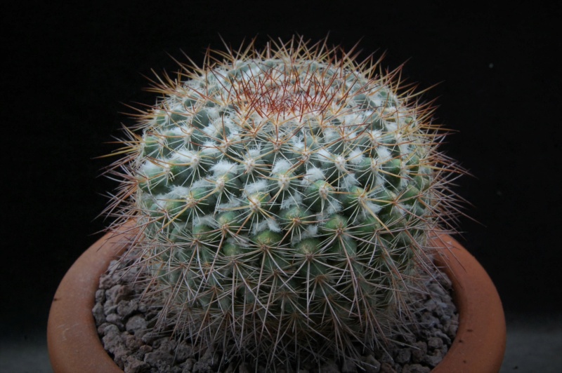 Mammillaria canelensis ROG 654